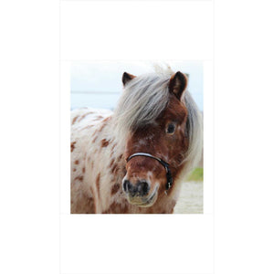 Shetty mit Waldhausen Shetty Halfter Little Diamond, verziert mit Kristallkette. Ideal für stilbewusste Shetty-Besitzer, online kaufen.