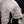 Imperial Riding Turnierdecke IRHBandit