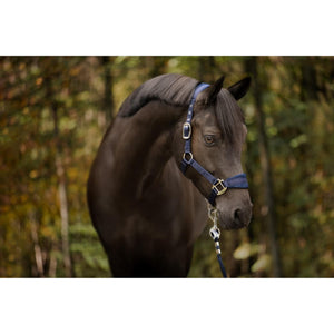 Schwarze Equestrian Halfter Set - Verstellbar & Komfort: Blaues Halfter mit passendem Strick und silbernem Karabiner an dunkelbraunem Pferd im Freien.