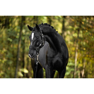 Schwarze Equestrian Halfter Set - Verstellbar & Komfort: Schwarzes Nylonhalfter mit weichem Stoff und Karabiner an schwarzem Pferd im Wald.