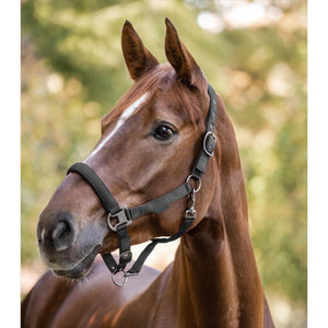 Braunes Pferd trägt das Waldhausen Halfter Gloomy mit dunklen Beschlägen, komfortabel gepolstert und optimal anpassbar für den täglichen Einsatz.