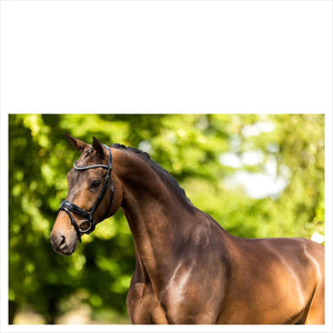 BR Trense Ipswitch Standardkollektion