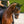 Black Equestrian Fly Veil