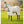 Horseware Amigo Bug Buster Fly Rug 