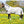 Horseware Fliegendecke AMIGO Mio Fly Rug mit Halsteil