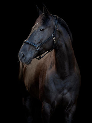 Schwarzes Pferd mit Catago Lederhalfter Novi 2025 – anatomisch, doppelt verstellbar und mit weichem Kehlriemen für optimalen Komfort.