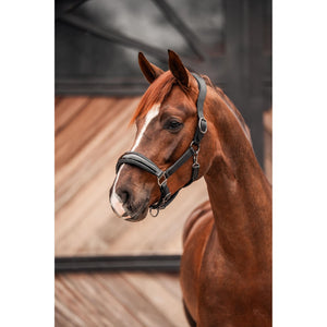 Schwarze Equestrian Lederhalfter Premium #SALE