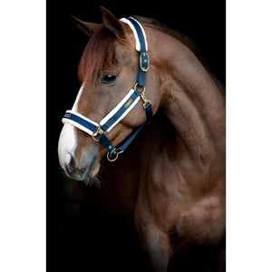 Catago Halfter Bea in Dunkelblau mit Kunstfellpolsterung und goldenen Beschlägen, getragen von braunem Pferd vor schwarzem Hintergrund.