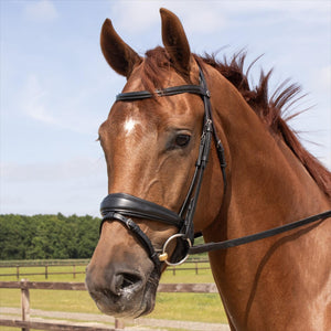 Harrys Horse Trense Elegance Shetland schwarz am Pferd getragen, anatomisch geformt mit weich gepolstertem Nasenriemen und Genickstück.