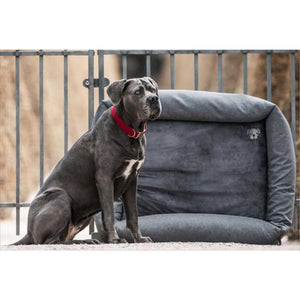 Hund sitzt neben dem weichen Kentucky Hundebett 60x45cm, robustes Hundezubehör mit gemütlicher Polsterung für Stall oder Zuhause.