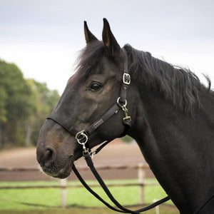 Busse Halfter Riding mit silberfarbenen Beschlägen am schwarzen Pferd, ideal für Bodenarbeit und mit verstellbarem Nasen- und Genickriemen.