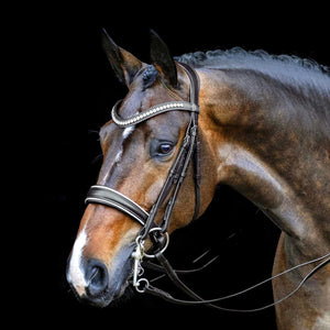 SD Design Kandare Celebrity am Pferd mit Kristallstirnriemen, handgefertigtem Leder und luftdurchlässigem Genickstück zur Druckreduzierung.